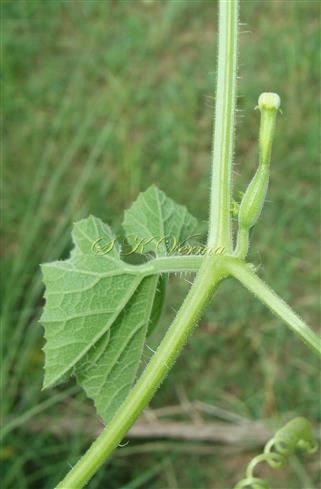  Female Floral Bud (Solitary)